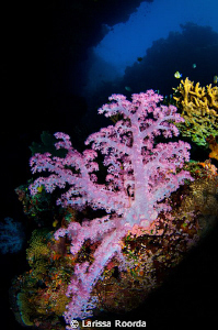 Portrait of a soft coral. Fiji. by Larissa Roorda 
